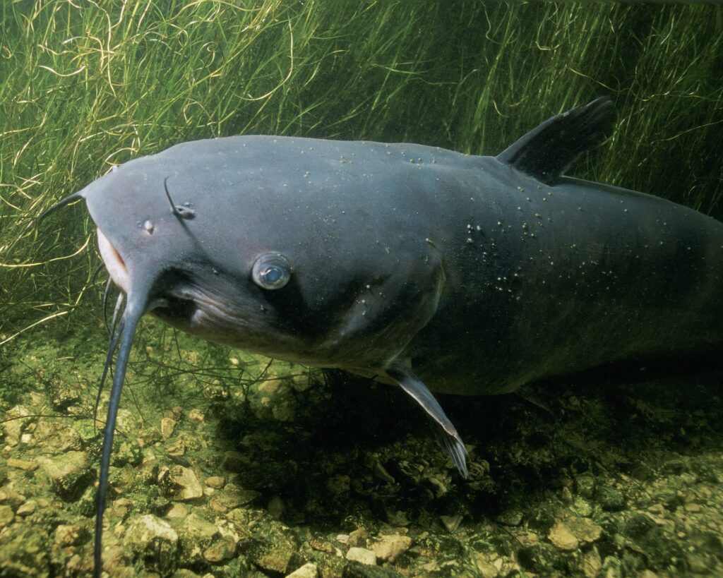 Bestil havkat og pigvar fra Hvide Sande